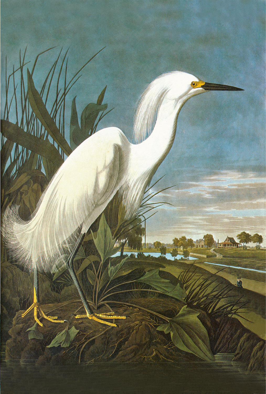 Marine Life/Birds Botanical/Zoological Snowy Egret Vintage Color Illustration Framed Print