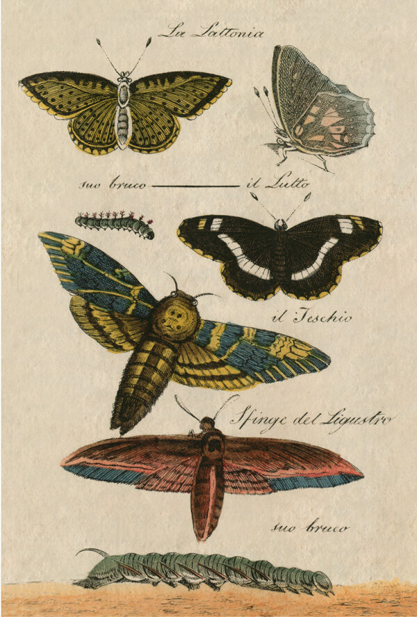 Botanical Botanical/Zoological Butterflies Vintage Color Illustration Print Reproduction Behind Glass