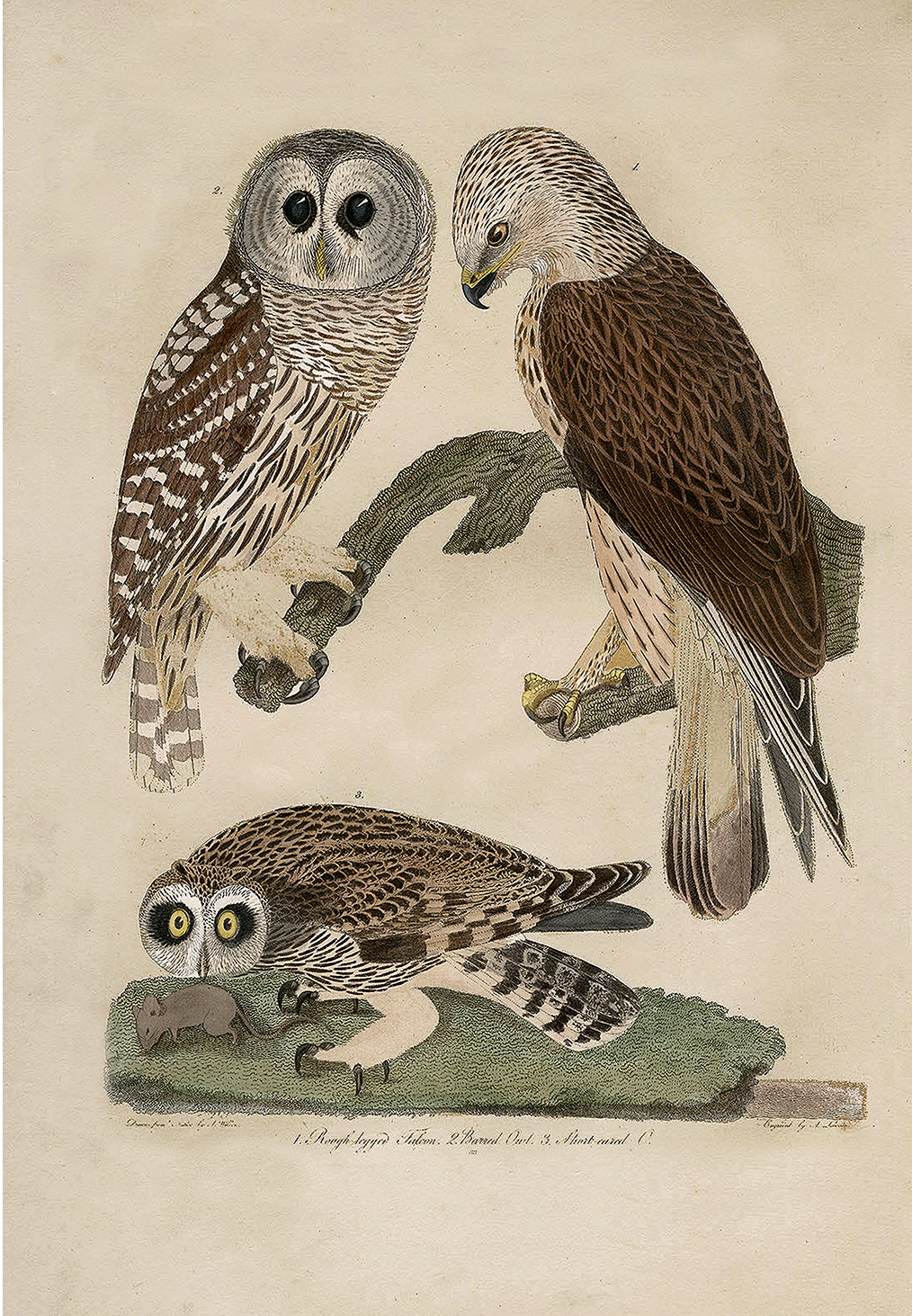 Marine Life/Birds Botanical/Zoological Barred Owl Vintage Color Illustration  ...