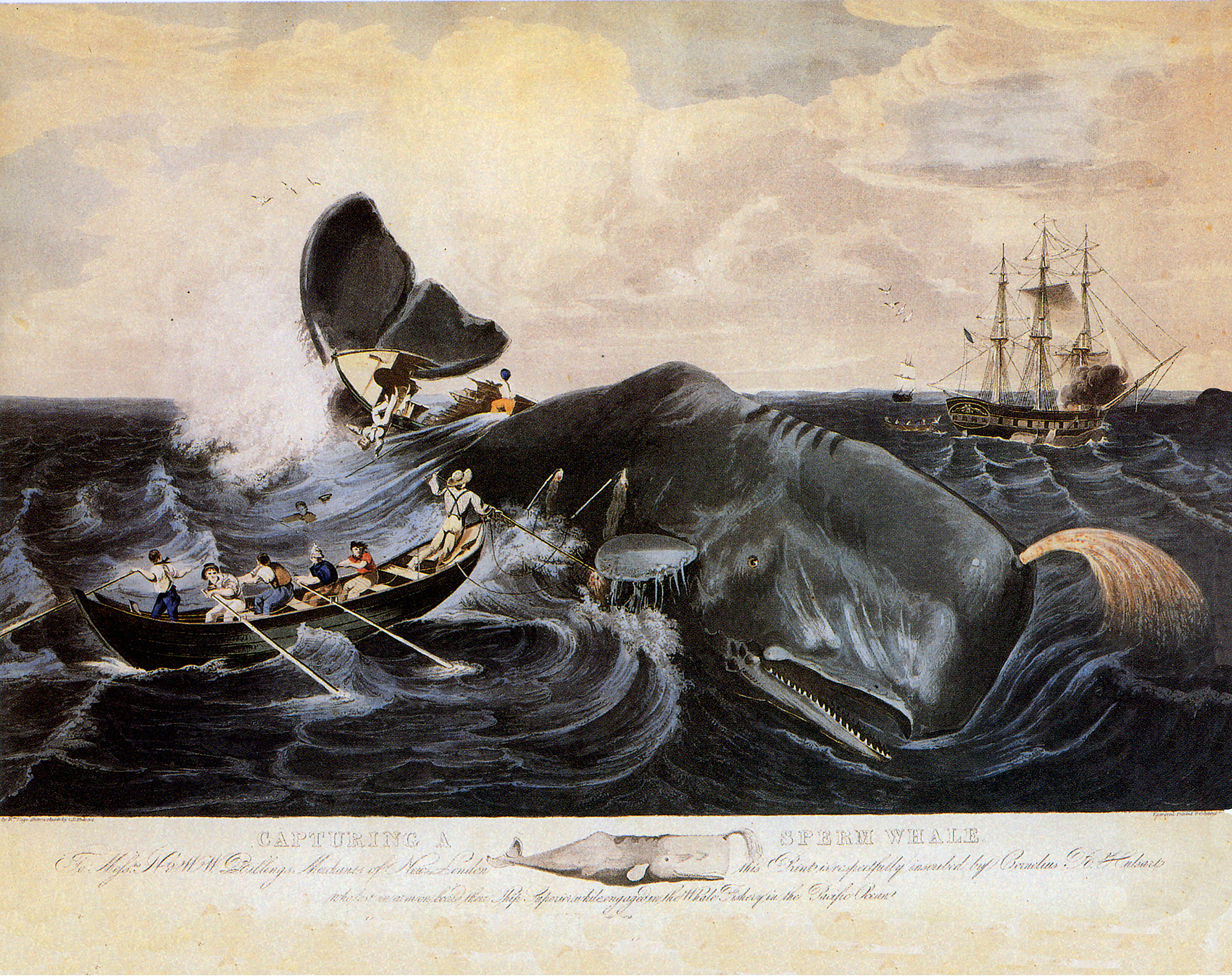 Nautical Nautical Capturing a Sperm Whale Print Behind Glass