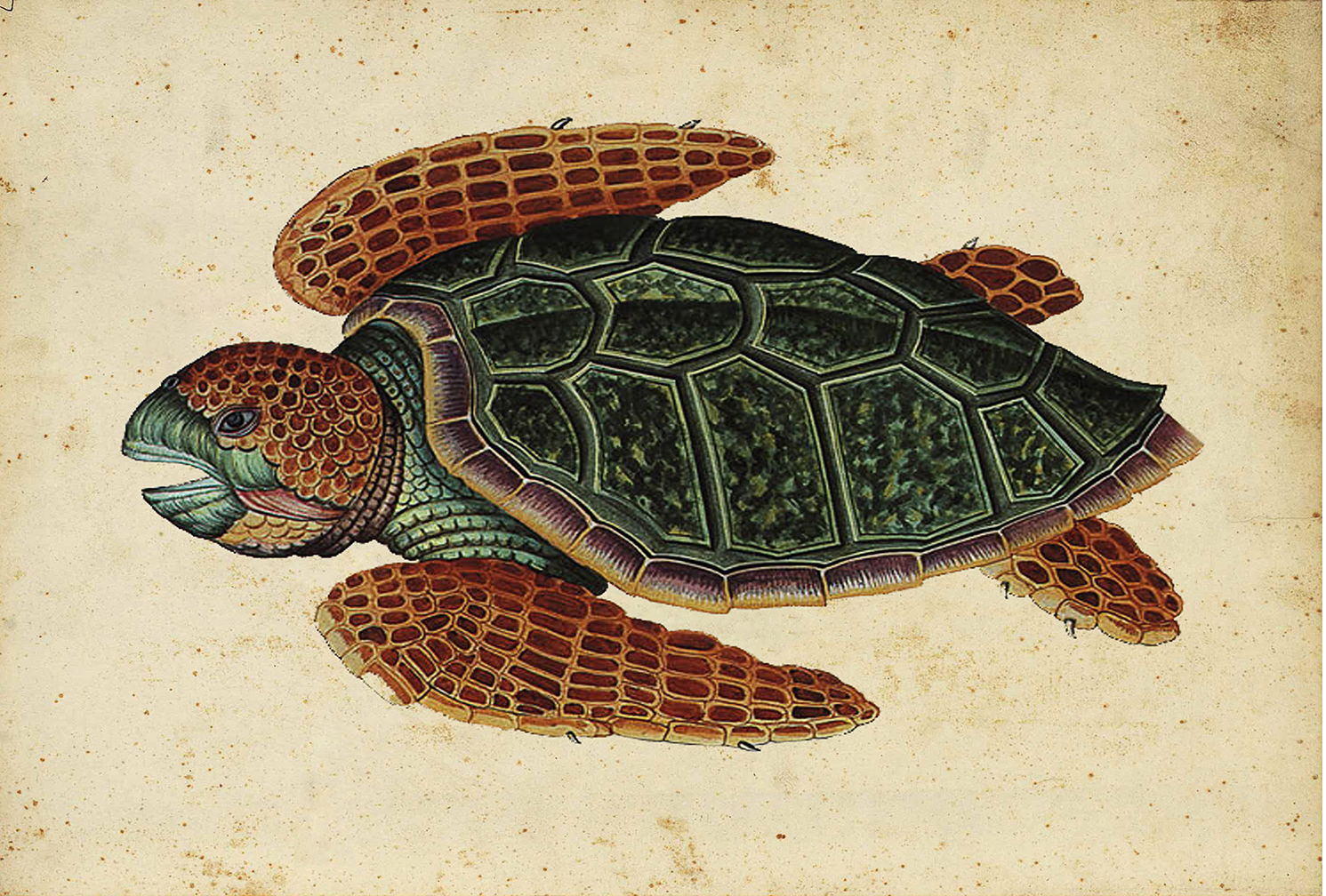 Marine Life/Birds Botanical/Zoological Swimming Turtle Framed Vintage Reprodu ...