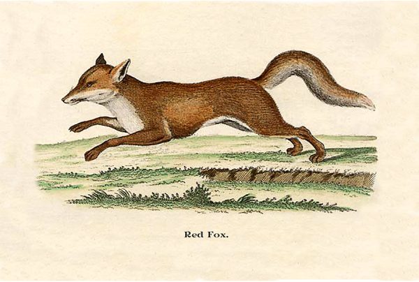 Equestrian/Fox Equestrian Fox on the Run Framed Print