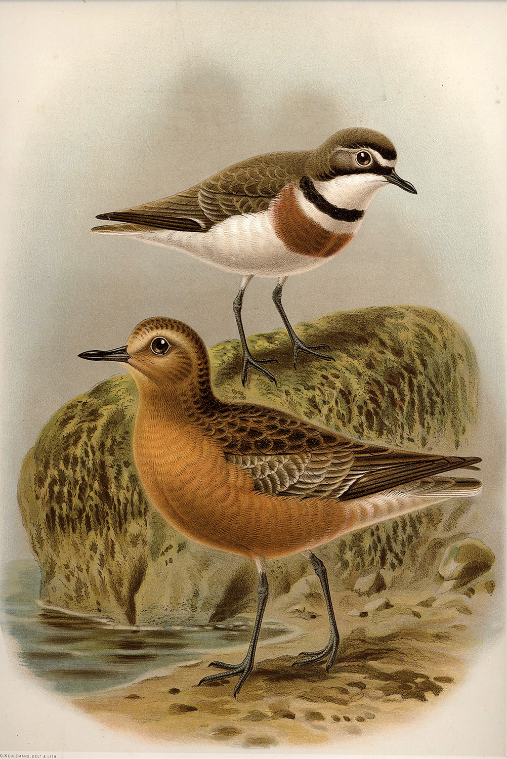Marine Life/Birds Botanical/Zoological Shore Birds Vintage Color Illustration ...