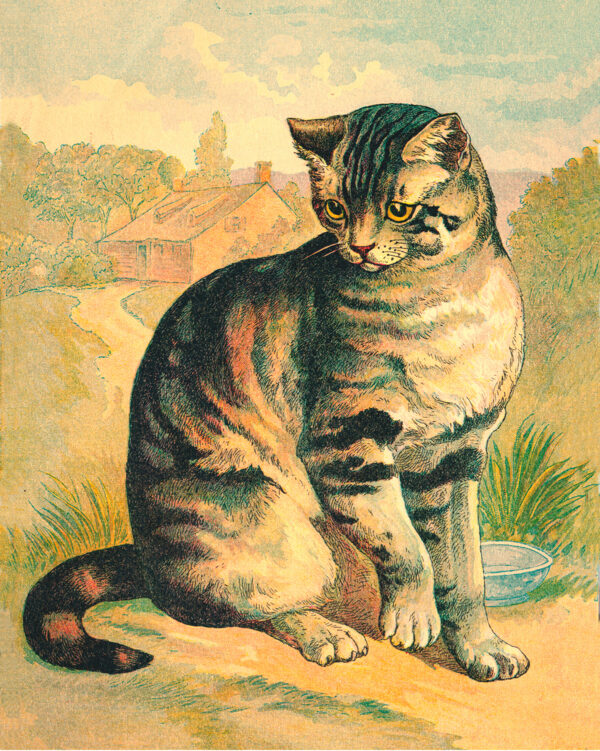 Cabin/Lodge Barnyard Cat Vintage Children’s Book Illustration Framed Print Behind Glass