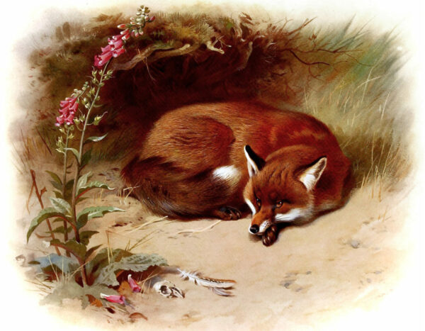 Equestrian Animals Red Fox Vintage Book Illustration Framed Print Behind Glass