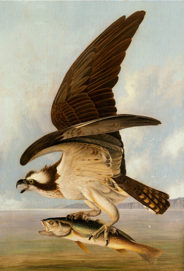 Marine Life/Birds Animals Osprey and Weakfish Audubon Vintage Color Illustration Framed Print