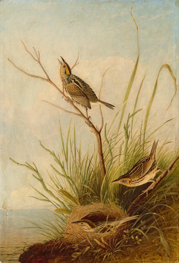 Marine Life/Birds Animals Sharp-Tailed Finch Vintage Color Illustration Framed Print