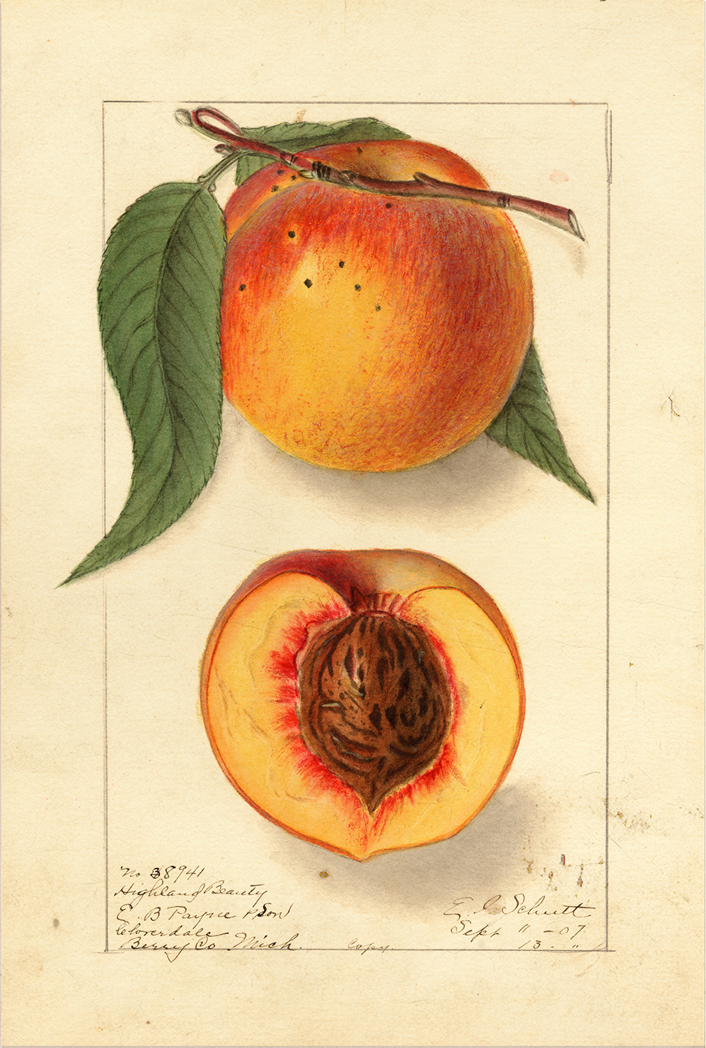 Botanical Botanical/Zoological Peach “Highland Beauty” Bo ...