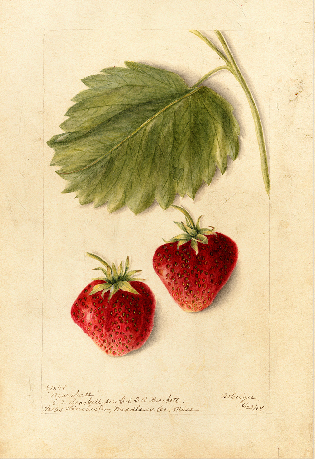 Botanical Botanical/Zoological Strawberry “Marshall” Botanical Framed Print