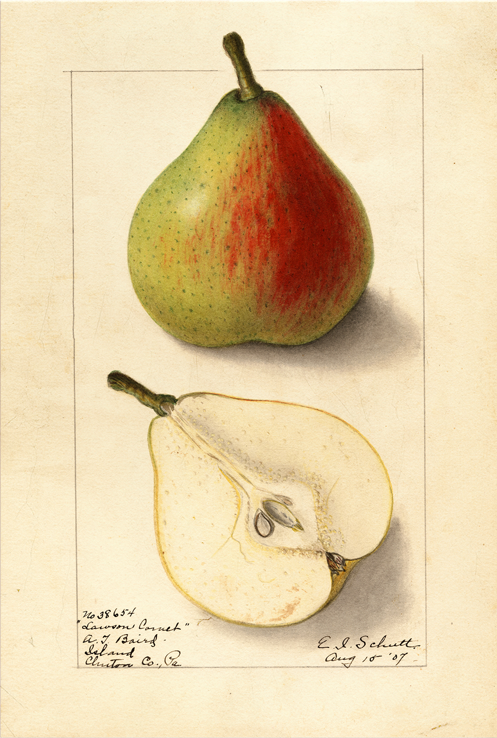 Botanical Botanical/Zoological Pear “Lawson Comet” Botanical Framed Print