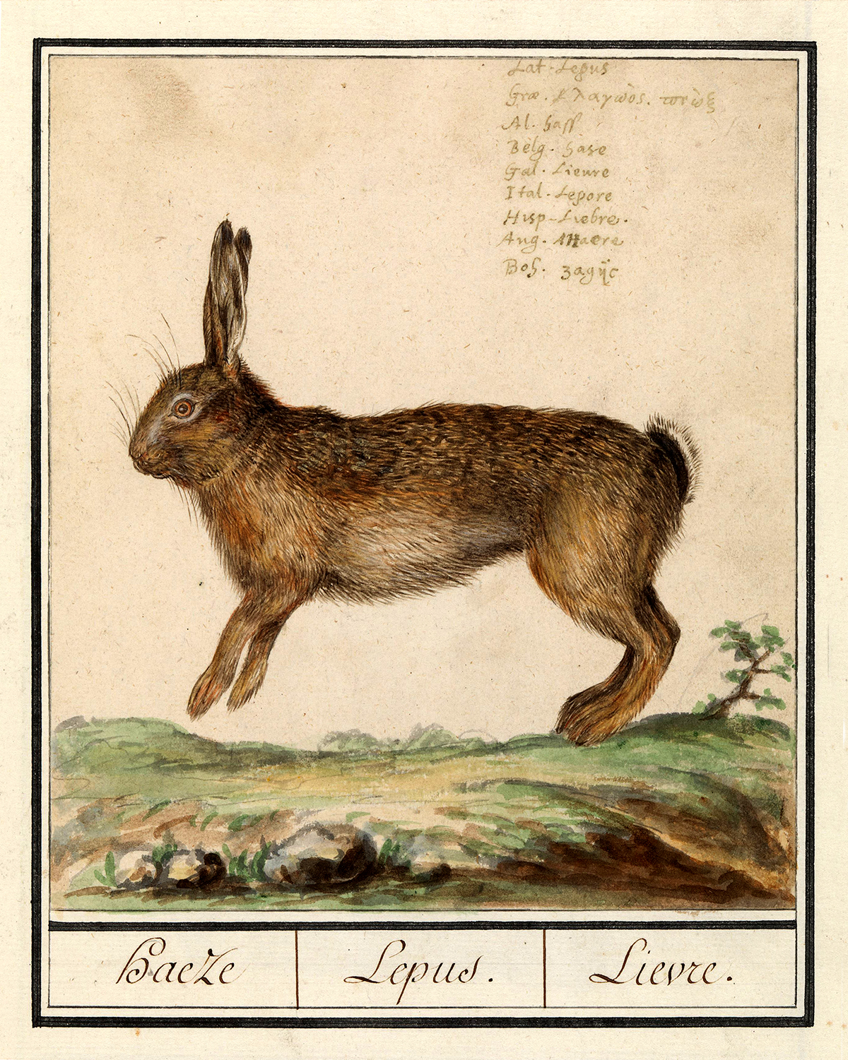 Easter Botanical/Zoological Rabbit Illustration Framed Print Behin ...