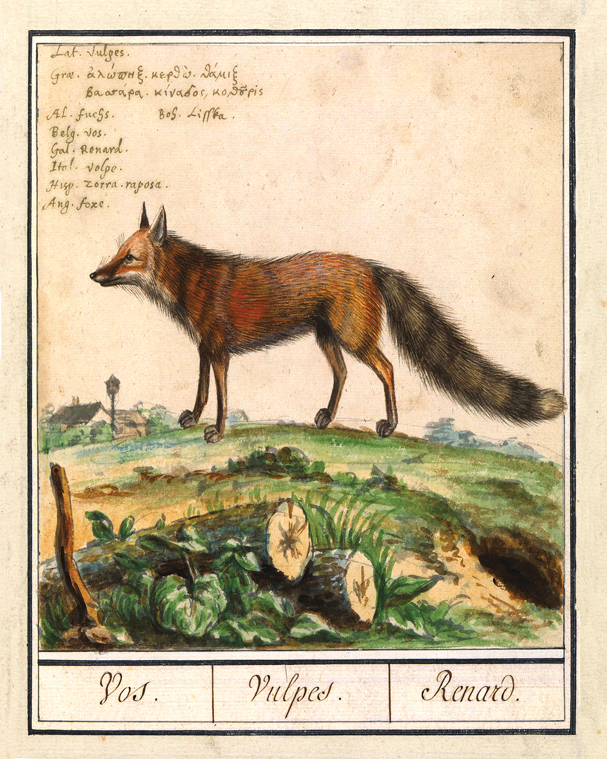 Cabin/Lodge Botanical/Zoological Fox Illustration Framed Print Behind G ...