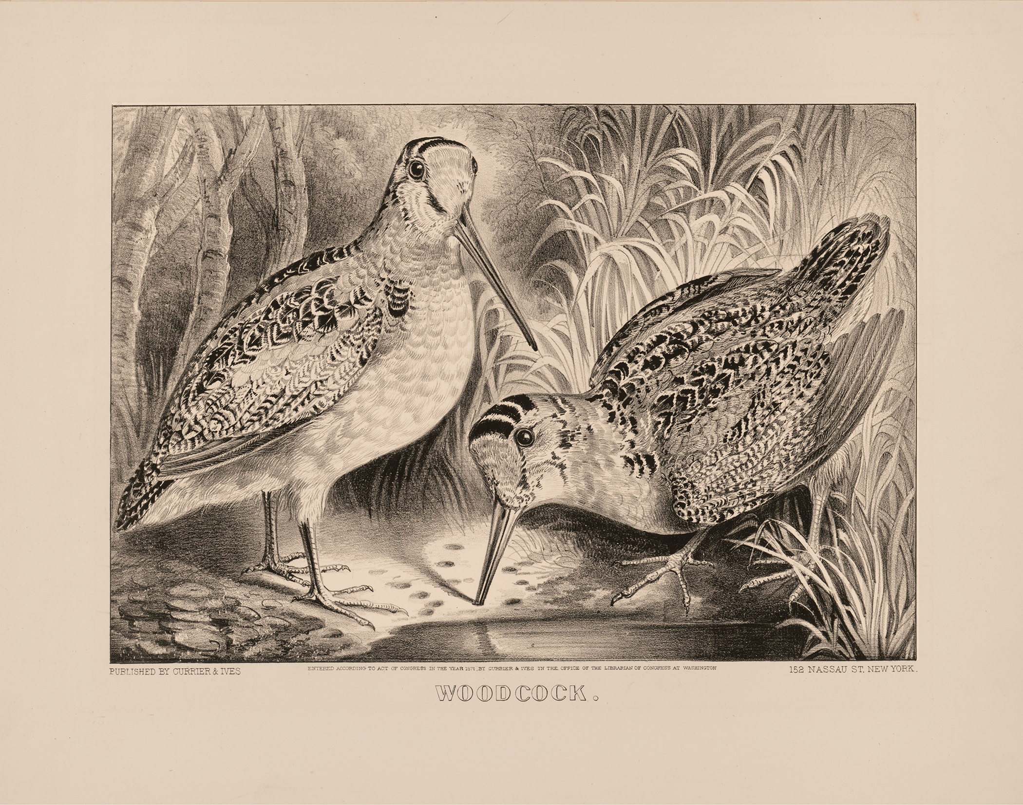 Cabin/Lodge Botanical/Zoological Pair of Woodcocks Vintage Currier &#03 ...