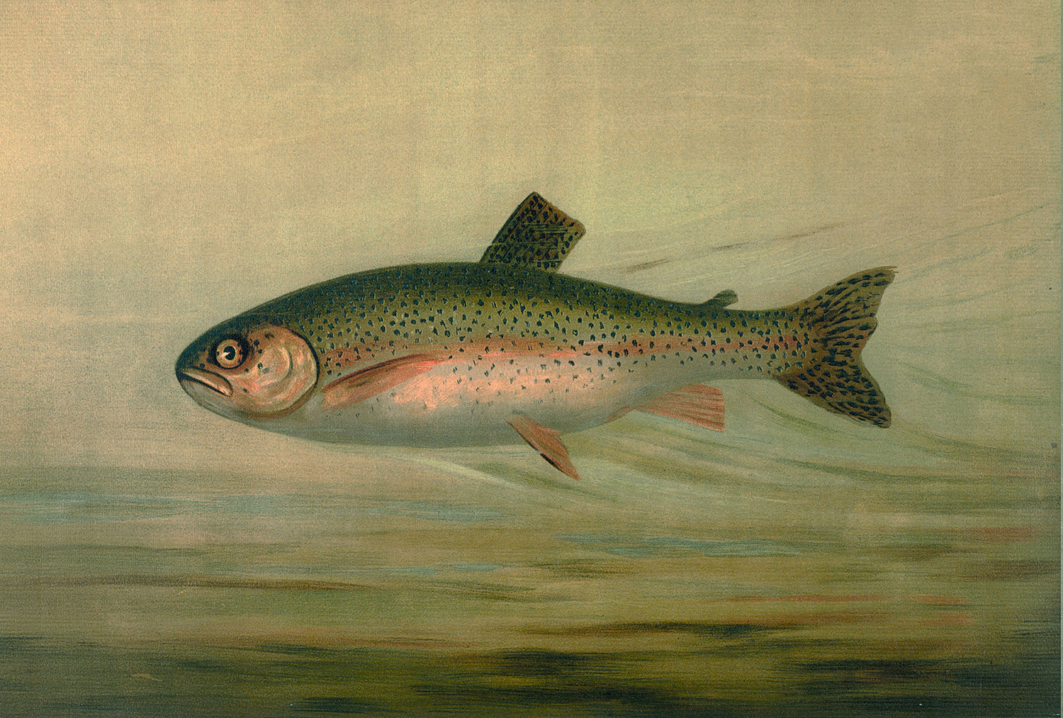 Cabin/Lodge Lodge Rainbow Trout Reproduction Print, Framed Behind Glass