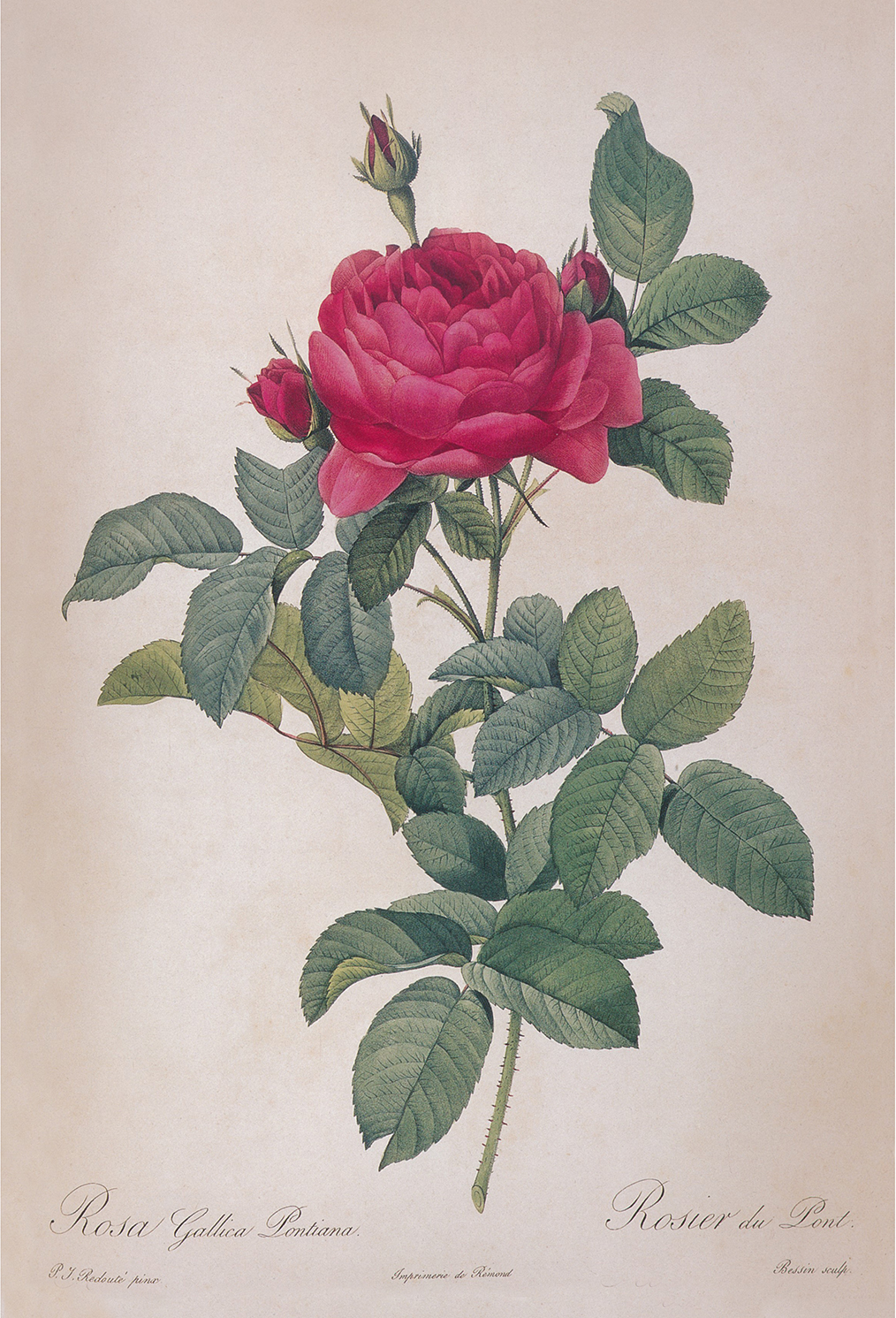 Botanical Botanical/Zoological Rosa Gallica Pontiana Bridge Rose Vintage Color Illustration Reproduction Print Behind Glass