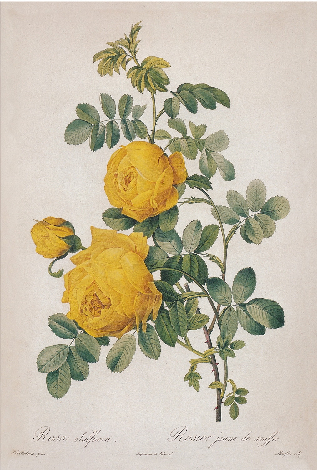 Botanical Botanical/Zoological Rosa Sulfurea Yellow Rose Vintage Color Illustration Reproduction Print Behind Glass