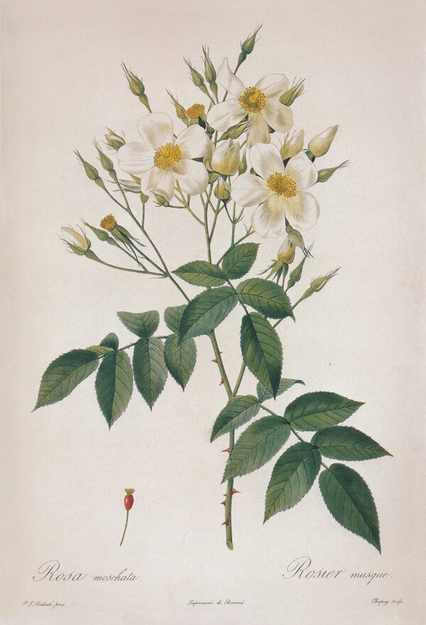 Botanical Botanical/Zoological Rosa Moschata Musk Rose Vintage Color Illustration Framed Print