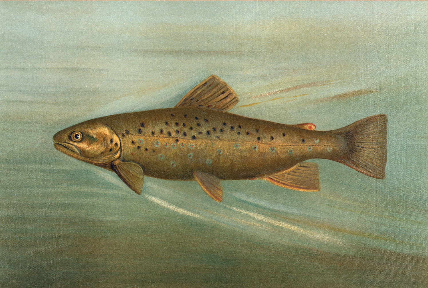Cabin/Lodge Lodge Brown Trout Reproduction Print, Framed Behind Glass