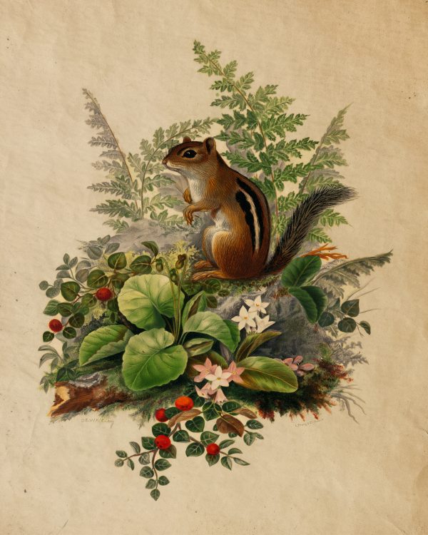 Cabin/Lodge Cottagecore Woodland Chipmunk Cottagecore Framed Print