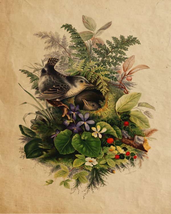 Cabin/Lodge Botanical/Zoological Birds in Nest Cottagecore Framed Print