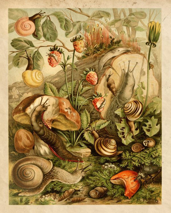 Cabin/Lodge Botanical/Zoological Land Mollusks Cottagecore Framed Print