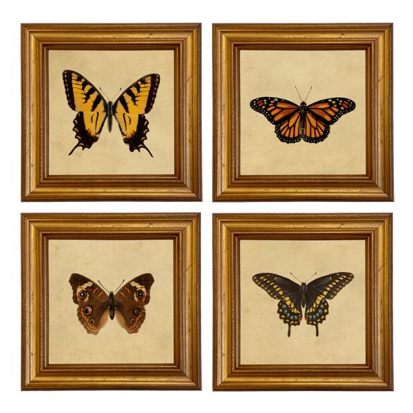 Botanical Botanical/Zoological Set of 4 Vintage Style Butterfly Illustration Framed Prints