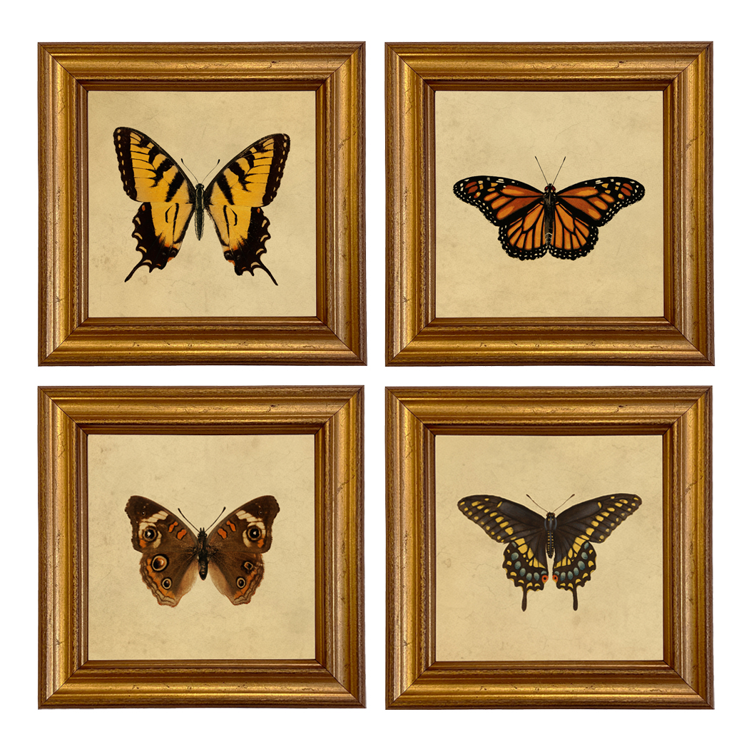 Botanical Botanical/Zoological Set of 4 Vintage Style Butterfly Illus ...