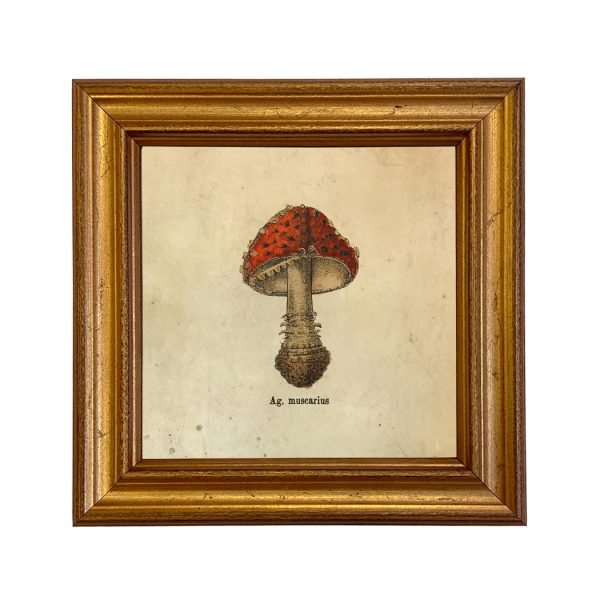 Botanical Botanical/Zoological Set of 4 Vintage Style Mushroom Framed Prints