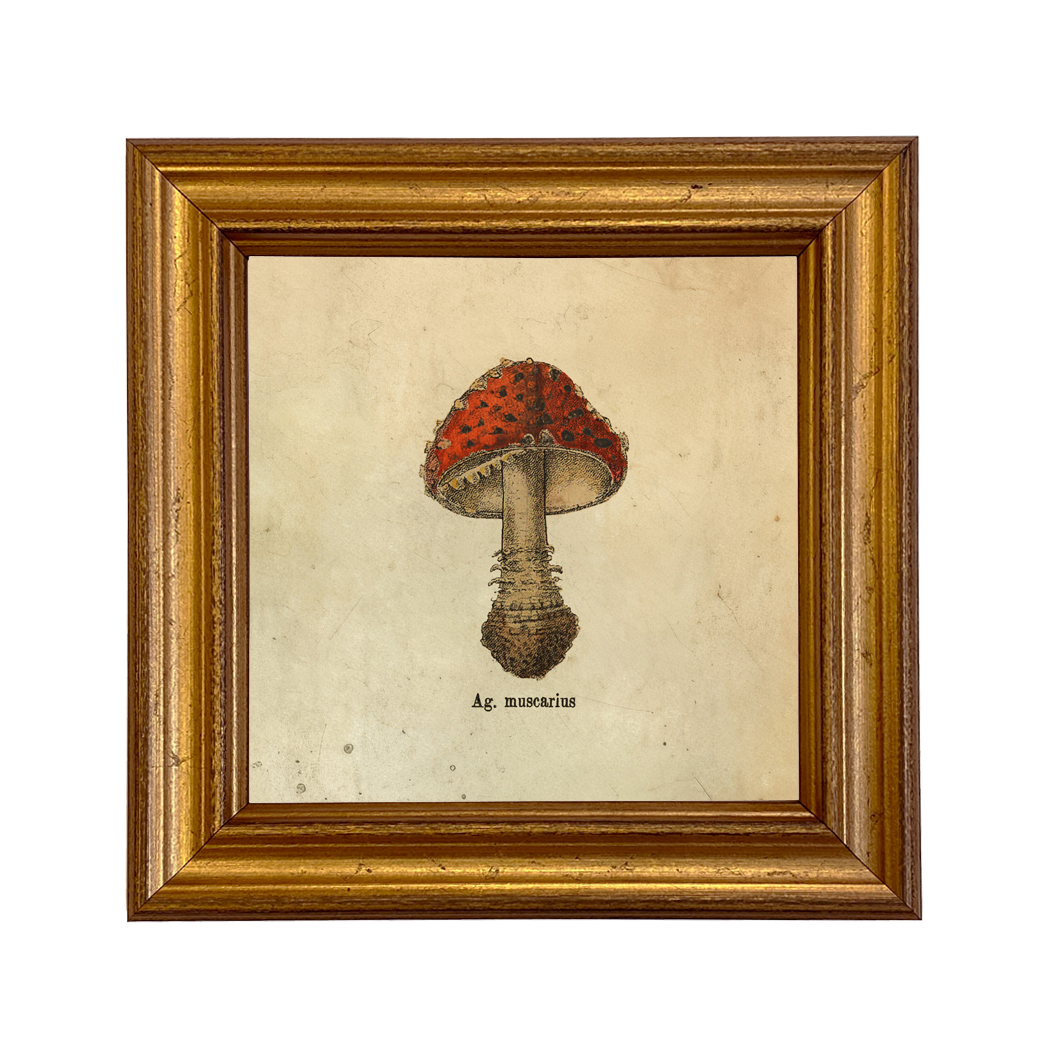 Botanical Botanical/Zoological Set of 4 Vintage Style Mushroom Framed ...