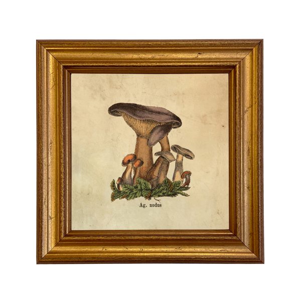 Botanical Botanical/Zoological Set of 4 Vintage Style Mushroom Framed Prints