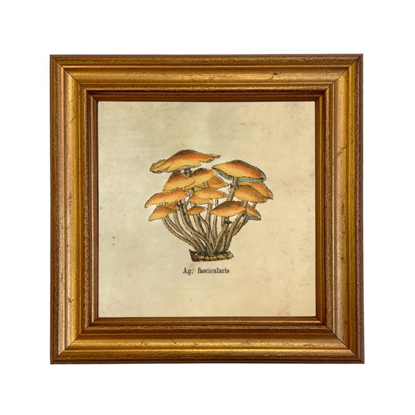 Botanical Botanical/Zoological Set of 4 Vintage Style Mushroom Framed Prints