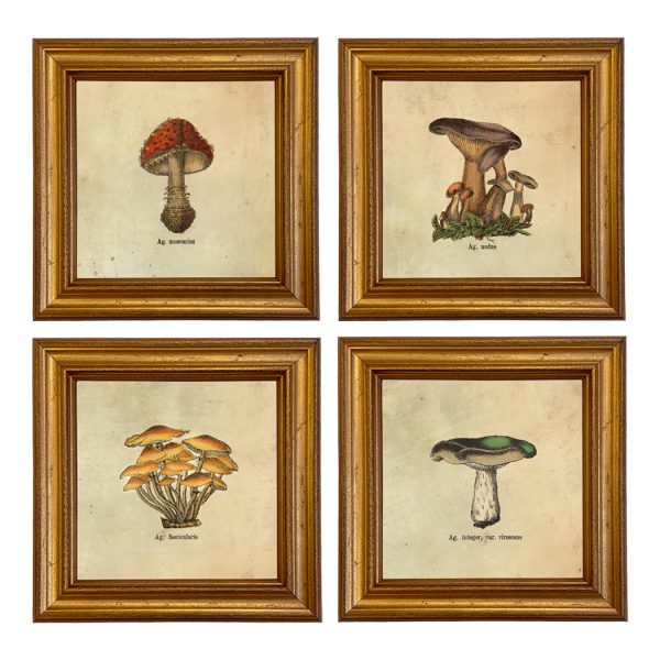 Botanical Botanical/Zoological Set of 4 Vintage Style Mushroom Framed Prints