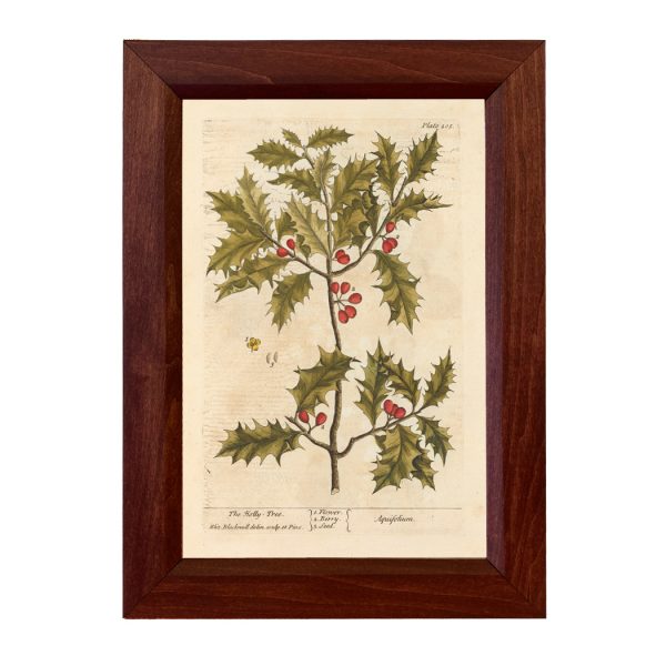 Botanical Botanical/Zoological Holly Tree Winter Botanical Framed Print