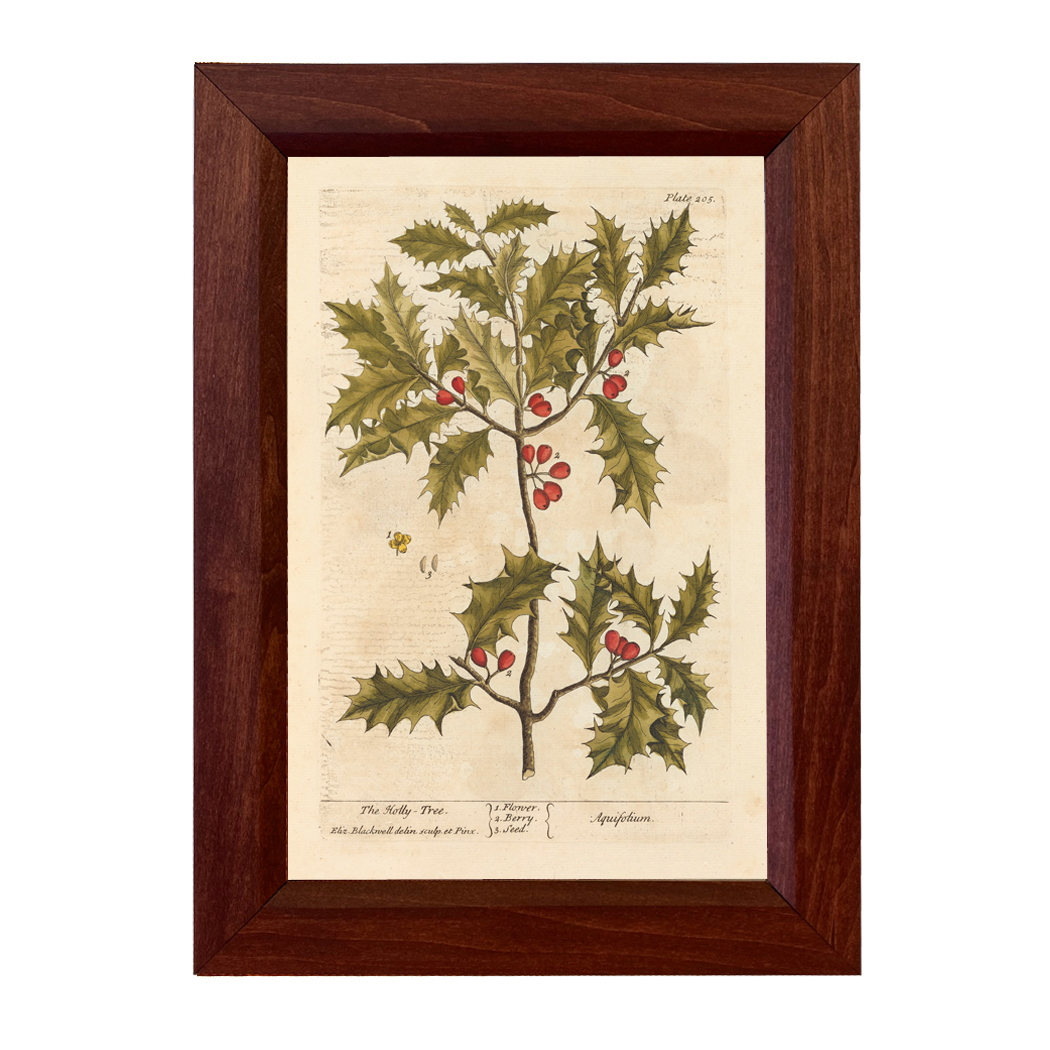 Botanical Botanical/Zoological Holly Tree Winter Botanical Framed Pri ...