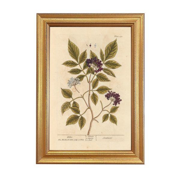 Botanical Botanical/Zoological Elderberry Winter Botanical Framed Print