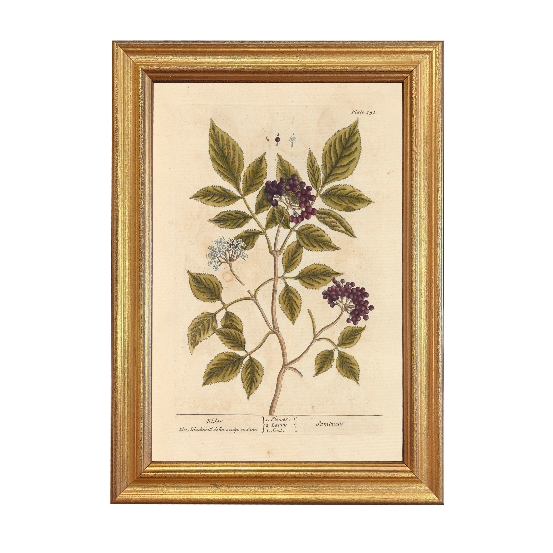 Botanical Botanical/Zoological Elderberry Winter Botanical Framed Pri ...