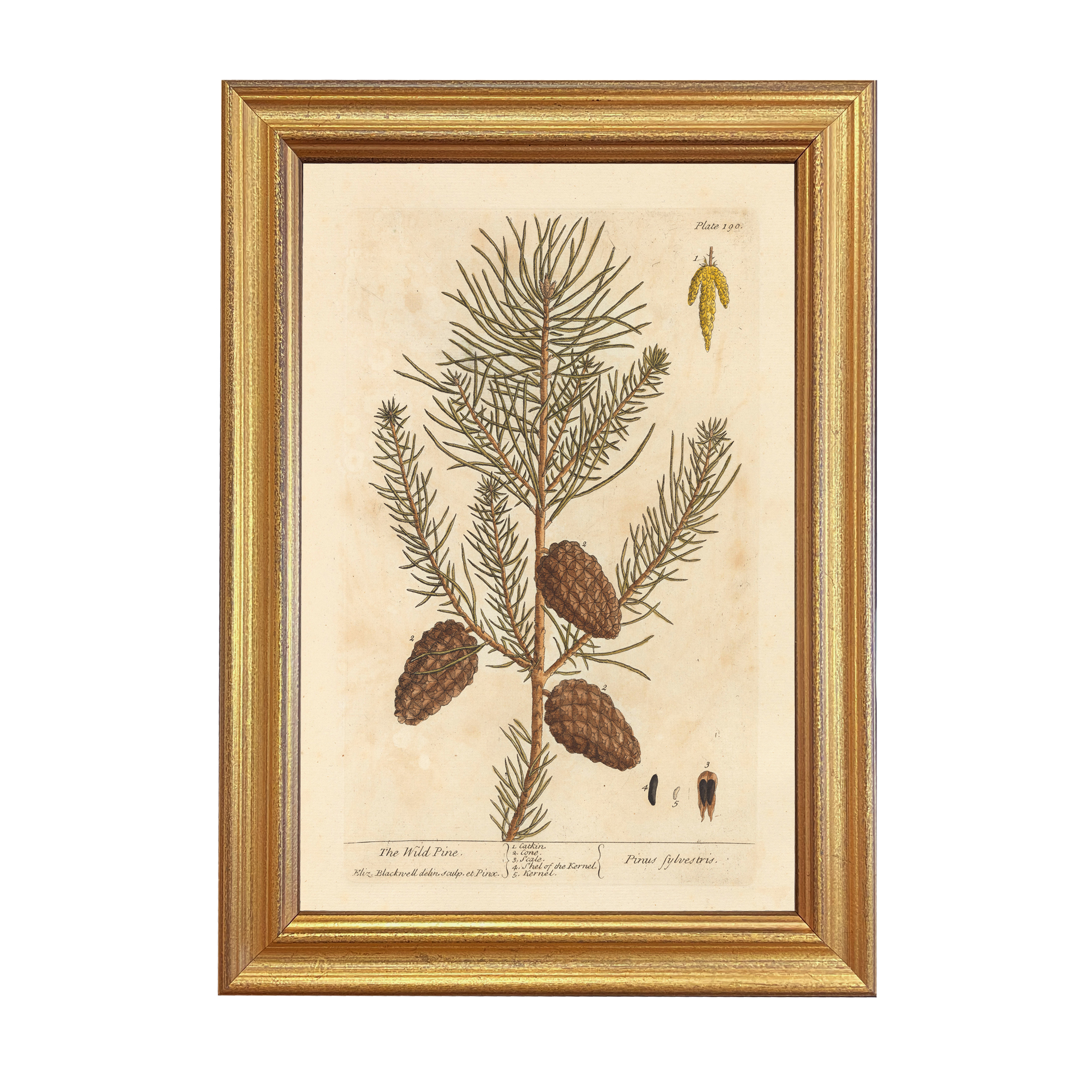 Botanical Botanical/Zoological Wild Pine Winter Botanical Framed Prin ...