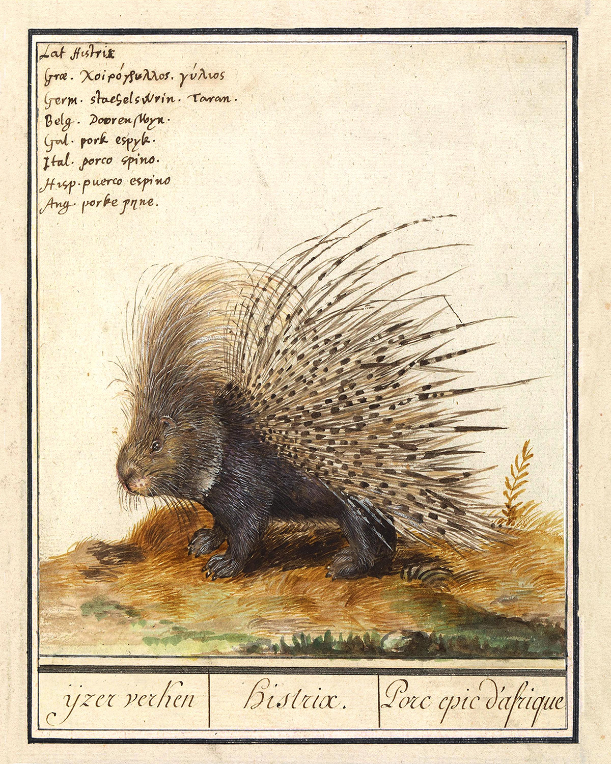 Cabin/Lodge Botanical/Zoological Porcupine Illustration Framed Print Be ...