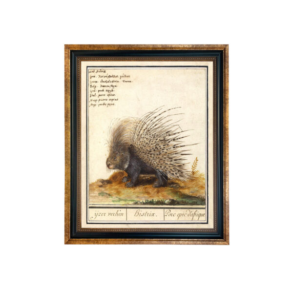 Cabin/Lodge Botanical/Zoological Porcupine Illustration Framed Print Behind Glass