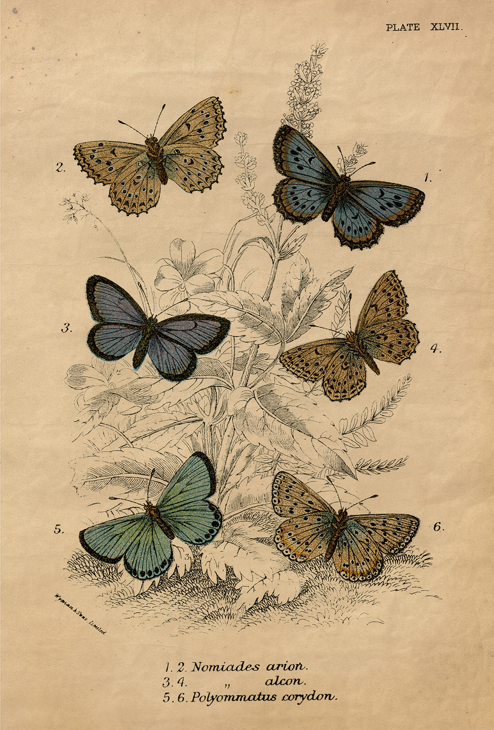 Botanical Botanical/Zoological Vintage Butterfly Illustration Framed  ...