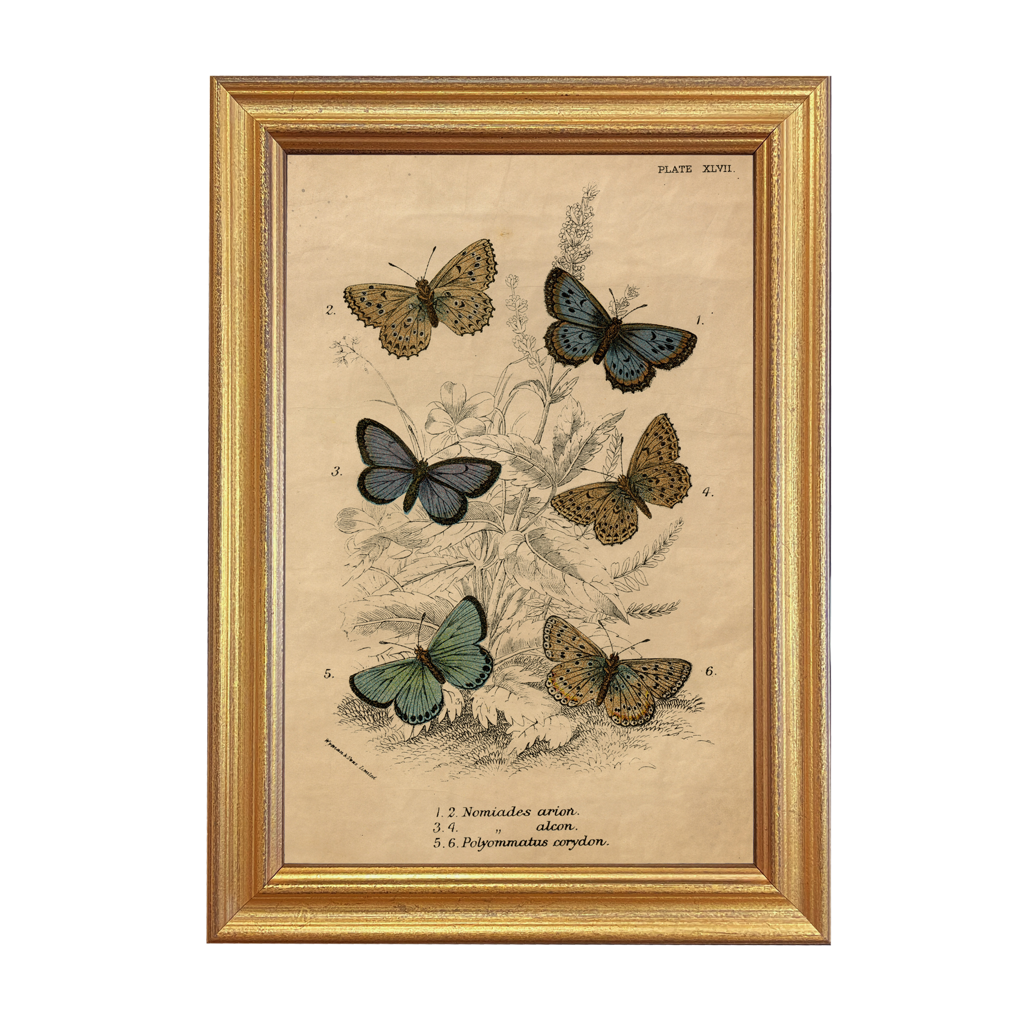 Botanical Botanical/Zoological Vintage Butterfly Illustration Framed  ...