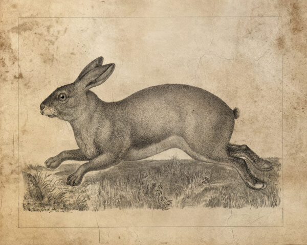 Easter Farm Brown Hare Vintage Illustration Framed Print