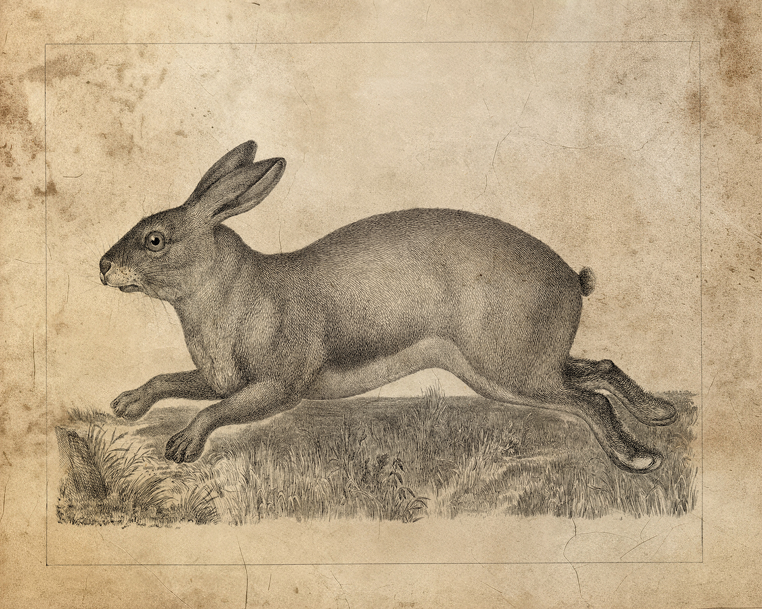 Easter Farm Brown Hare Vintage Illustration Framed ...