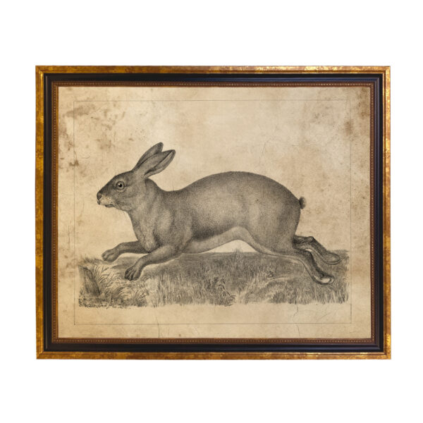 Easter Farm Brown Hare Vintage Illustration Framed Print