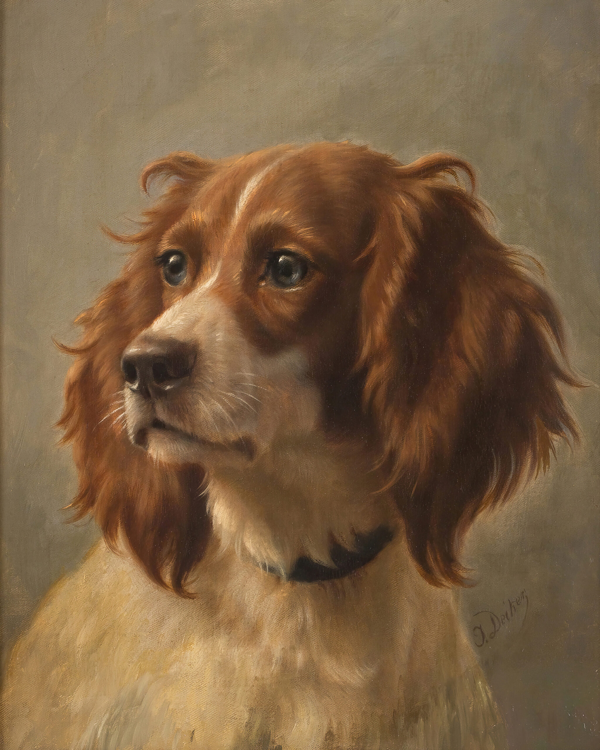 Dogs/Cats Dogs Spaniel Portrait ...