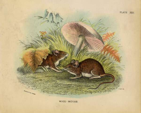 Botanical Farm Mouse and Mushroom Vintage Style Color Illustration