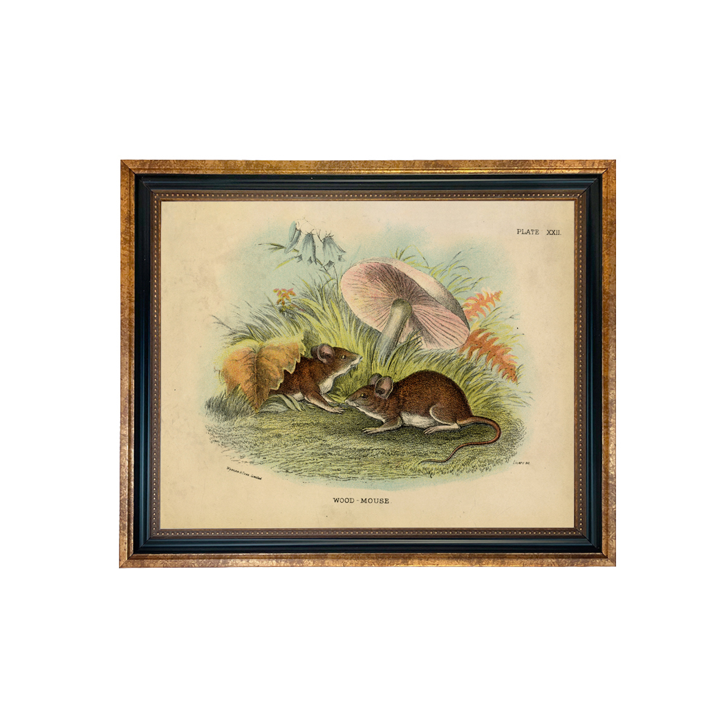 Botanical Farm Mouse and Mushroom Vintage Style Color ...