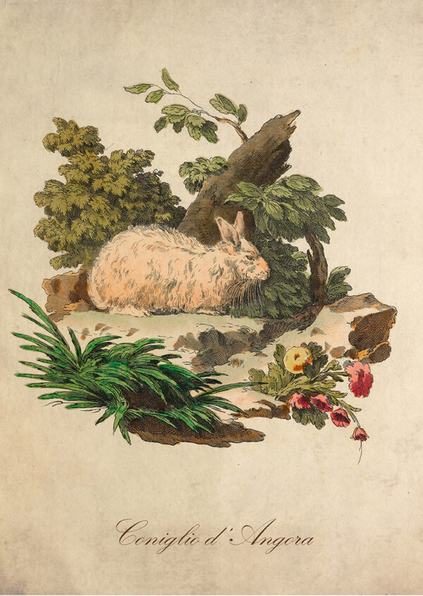 Easter Easter Italian Angora Rabbit Illustration Framed Print