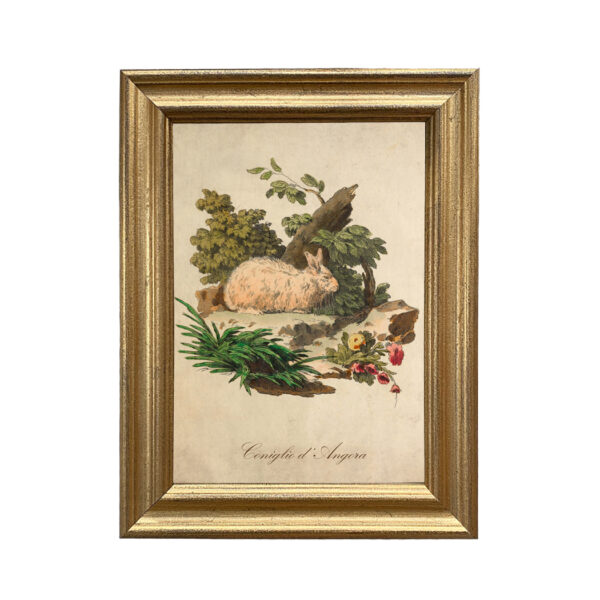 Easter Easter Italian Angora Rabbit Illustration Framed Print