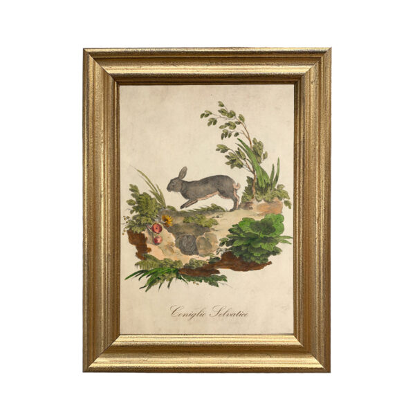 Easter Easter Italian Rabbit Illustration, European Rabbit Framed Print